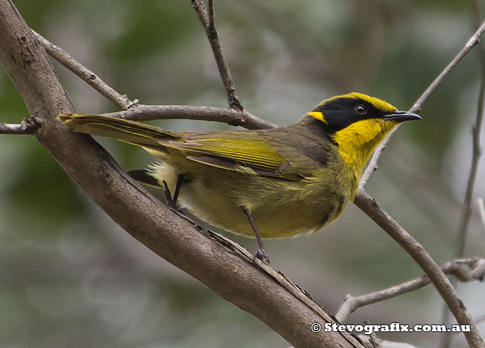 Yellow-tufted Honeyeater