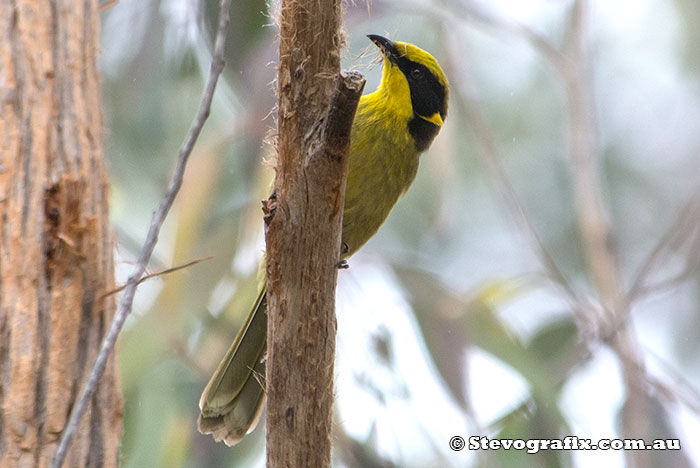 Yellow-tufted Honeyeater