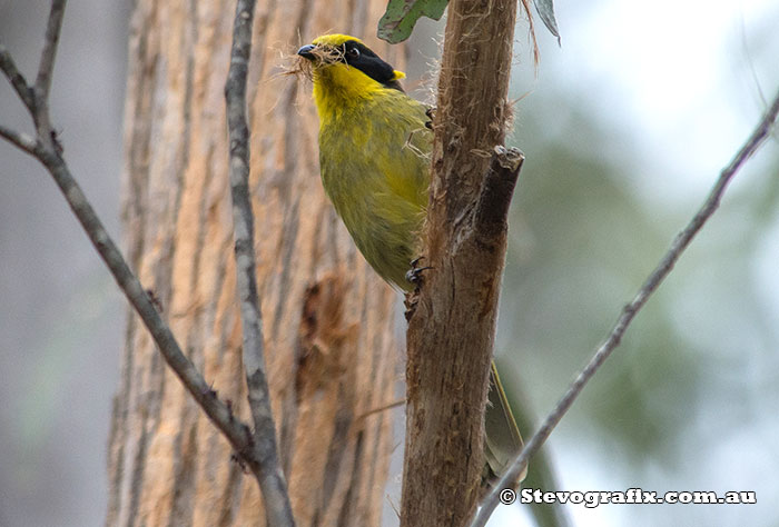 Yellow-tufted Honeyeater