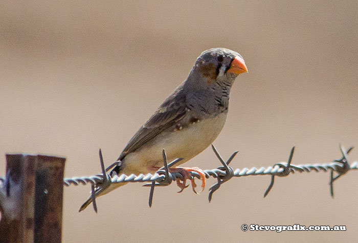 Zebra Finch