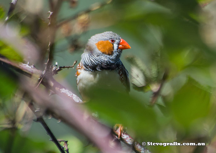 Male Zebra Finch