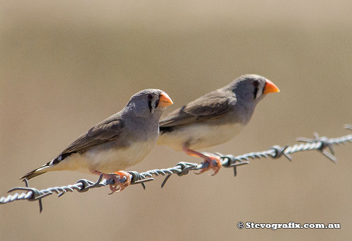 Female Zebra Finches