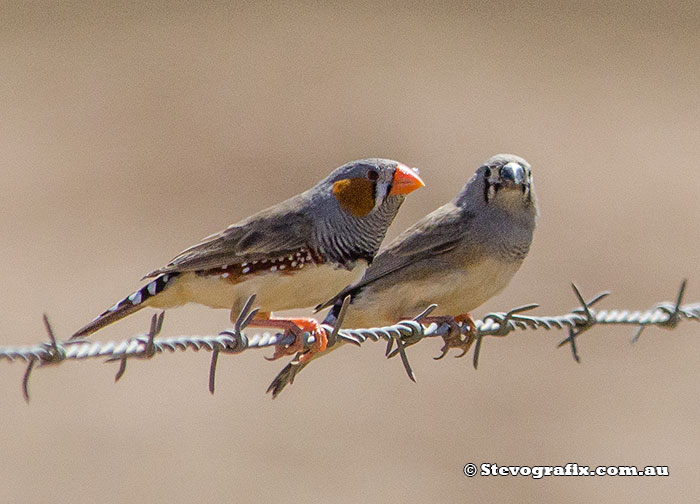 Zebra Finch