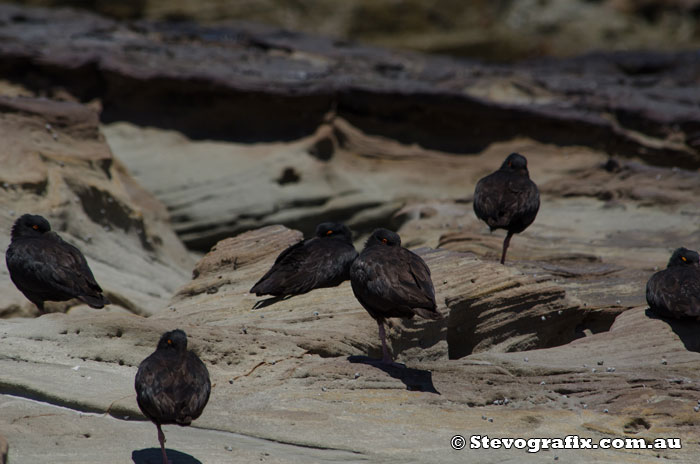 Sooty Oystercatchers