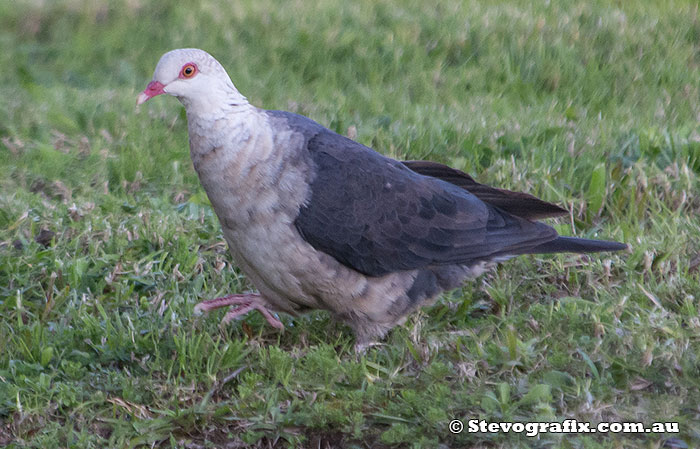 White-headed Pigeon