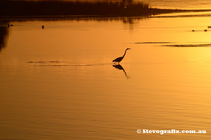 Heron at sunset, North Entance