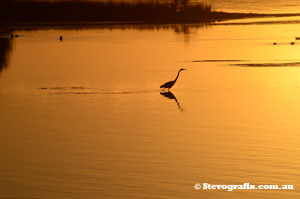 Heron at Sunset North Entrance