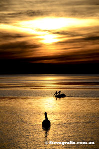 Pelicans at Sunset The Entrance